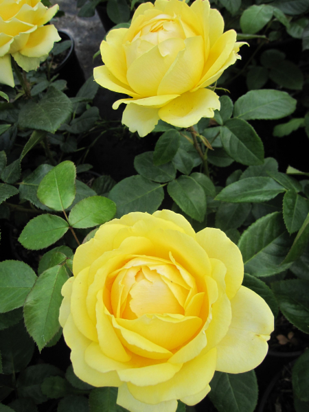 Rosa Marselisborg